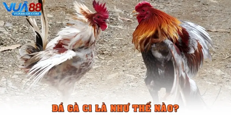 Đá gà C1 là như thế nào?