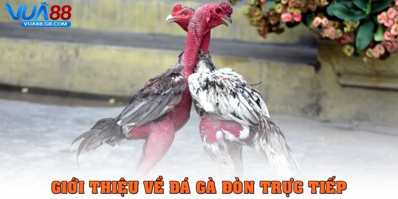 Giới thiệu về đá gà đòn trực tiếp