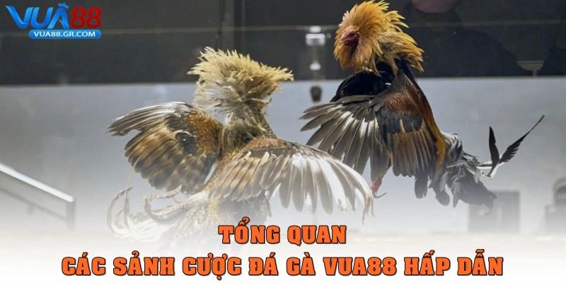 Tổng quan các sảnh cược đá gà Vua88 siêu hấp dẫn