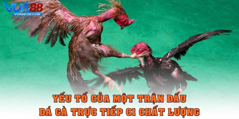 Yếu tố của một trận đấu Đá gà trực tiếp C1 chất lượng